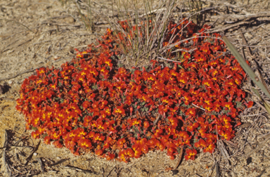 APII jpeg image of Lechenaultia formosa  © contact APII