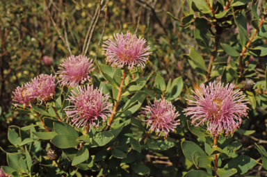 APII jpeg image of Isopogon latifolius  © contact APII