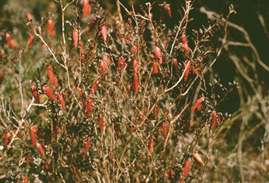 APII jpeg image of Darwinia hypericifolia  © contact APII