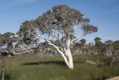 APII jpeg image of Melaleuca cuticularis  © contact APII