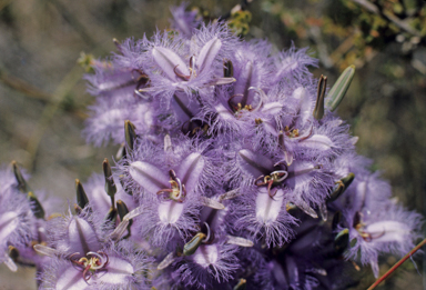 APII jpeg image of Thysanotus  © contact APII