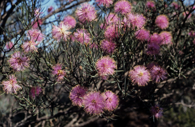 APII jpeg image of Melaleuca nematophylla  © contact APII