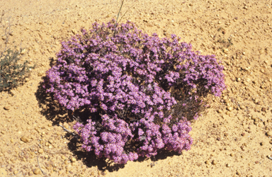 APII jpeg image of Calytrix eneabbensis  © contact APII