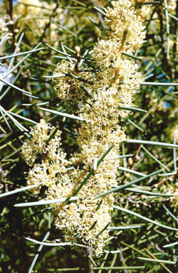 APII jpeg image of Hakea recurva subsp. recurva  © contact APII