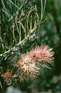 APII jpeg image of Hakea pycnoneura  © contact APII