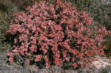 APII jpeg image of Chamelaucium ciliatum  © contact APII