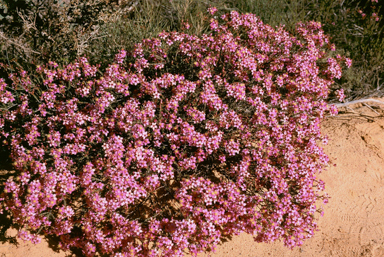 APII jpeg image of Calytrix brevifolia  © contact APII