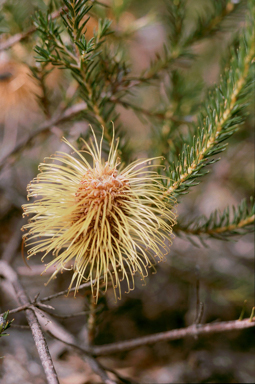 APII jpeg image of Banksia meisneri var. ascendens  © contact APII