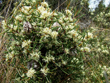 APII jpeg image of Hakea obliqua subsp. obliqua  © contact APII