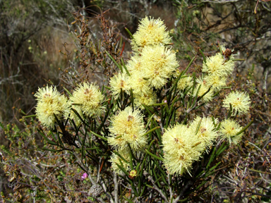 APII jpeg image of Melaleuca hamata  © contact APII