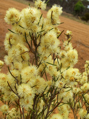 APII jpeg image of Melaleuca hamata  © contact APII