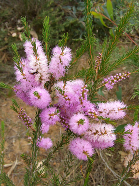 APII jpeg image of Melaleuca glaberrima  © contact APII