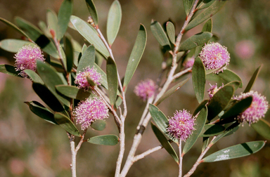 APII jpeg image of Melaleuca glena  © contact APII