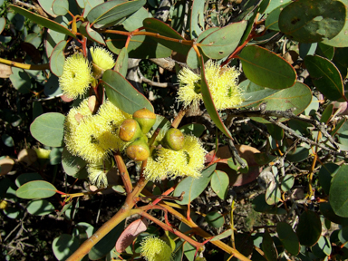 APII jpeg image of Eucalyptus preissiana  © contact APII