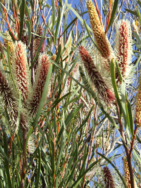 APII jpeg image of Hakea francisiana  © contact APII