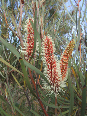 APII jpeg image of Hakea francisiana  © contact APII