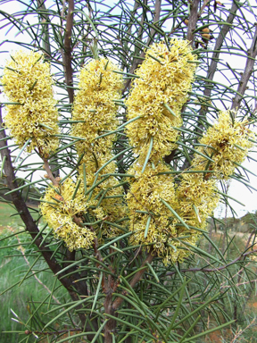 APII jpeg image of Hakea recurva subsp. recurva  © contact APII