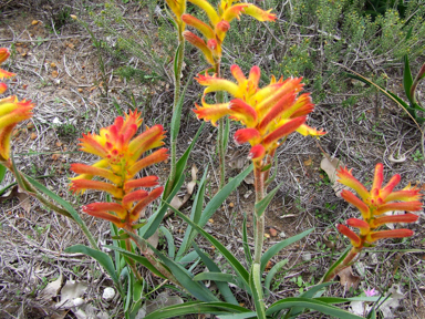 APII jpeg image of Anigozanthos humilis  © contact APII