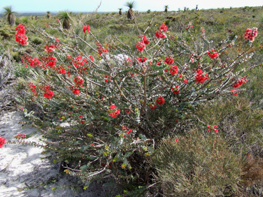 APII jpeg image of Verticordia grandis  © contact APII