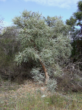 APII jpeg image of Banksia elegans  © contact APII