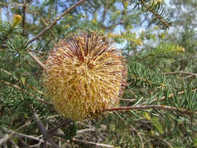 APII jpeg image of Banksia scabrella  © contact APII