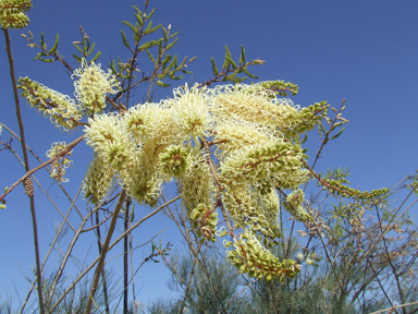 APII jpeg image of Grevillea leucopteris  © contact APII