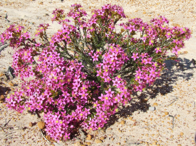 APII jpeg image of Calytrix  © contact APII