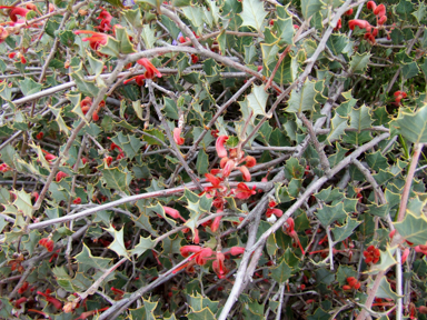 APII jpeg image of Grevillea pilosa  © contact APII