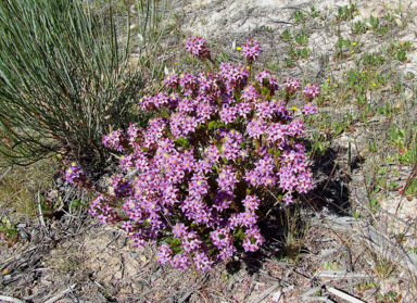 APII jpeg image of Calytrix eneabbensis  © contact APII