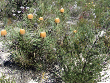 APII jpeg image of Banksia hookeriana  © contact APII