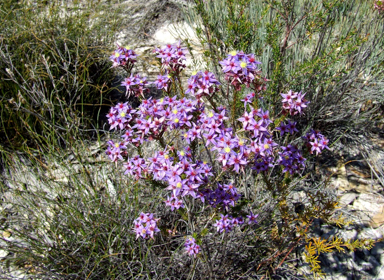 APII jpeg image of Calytrix eneabbensis  © contact APII