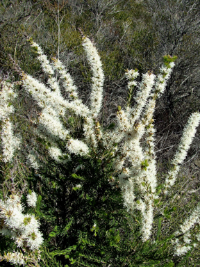 APII jpeg image of Hakea costata  © contact APII