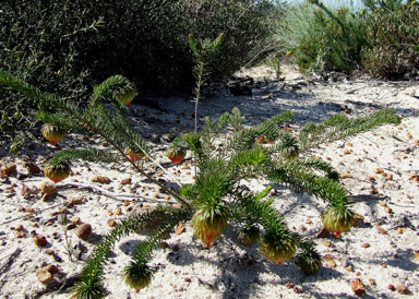 APII jpeg image of Darwinia neildiana  © contact APII