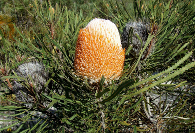 APII jpeg image of Banksia hookeriana  © contact APII