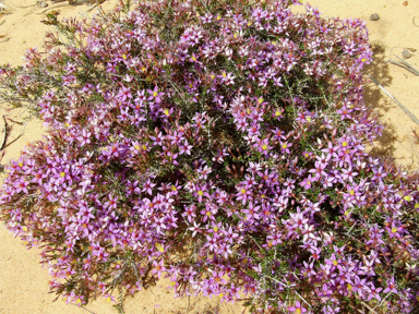 APII jpeg image of Calytrix eneabbensis  © contact APII