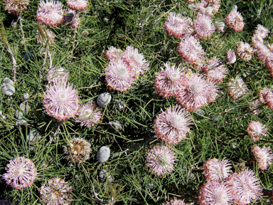 APII jpeg image of Isopogon  © contact APII