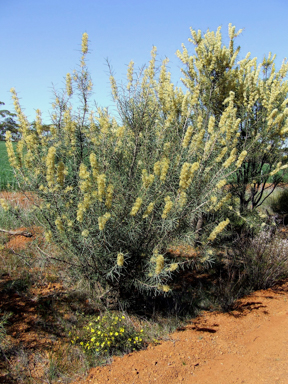 APII jpeg image of Hakea recurva subsp. recurva  © contact APII