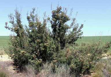 APII jpeg image of Banksia cuneata  © contact APII