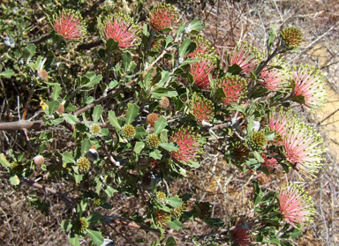 APII jpeg image of Banksia cuneata  © contact APII