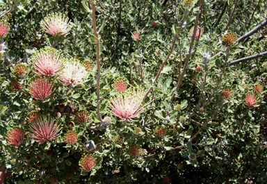 APII jpeg image of Banksia cuneata  © contact APII