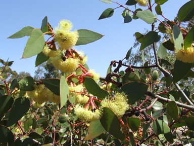 APII jpeg image of Eucalyptus grossa  © contact APII