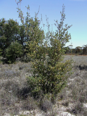 APII jpeg image of Banksia oligantha  © contact APII