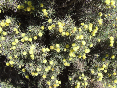 APII jpeg image of Melaleuca pungens  © contact APII