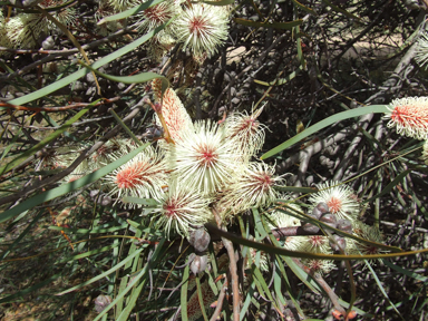 APII jpeg image of Hakea francisiana  © contact APII