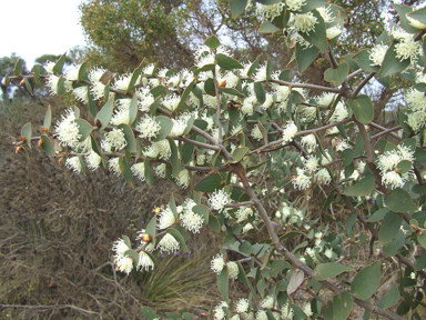 APII jpeg image of Hakea ferruginea  © contact APII