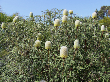 APII jpeg image of Banksia speciosa  © contact APII