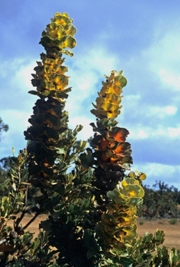 APII jpeg image of Hakea victoria  © contact APII