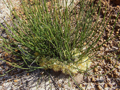 APII jpeg image of Petrophile longifolia  © contact APII