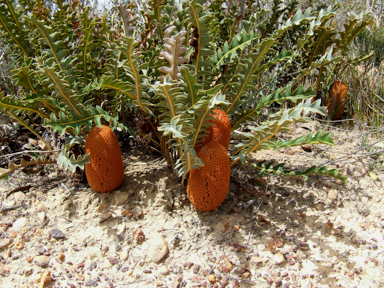 APII jpeg image of Banksia gardneri var. gardneri  © contact APII