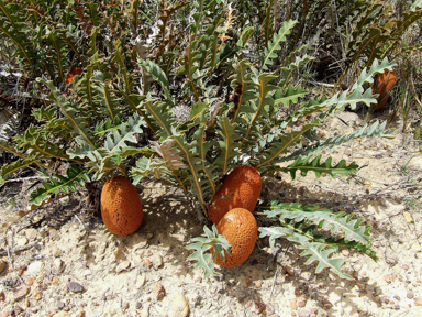 APII jpeg image of Banksia gardneri var. gardneri  © contact APII